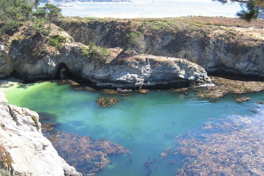 China cove is this magic little jewel, tucked between cliffs. The harbor seals have taken up residence there. Visiting in the spring allows you to spot the new babies up close.