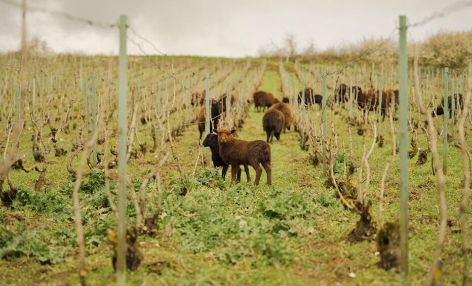 From Paris: Small Group Champagne Day Trip with 7 Tastings & Lunch