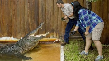 Trainer-for-a-Day at Gatorland