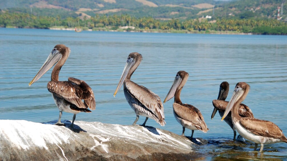 Group of pelicans in Coyuca Lagoon