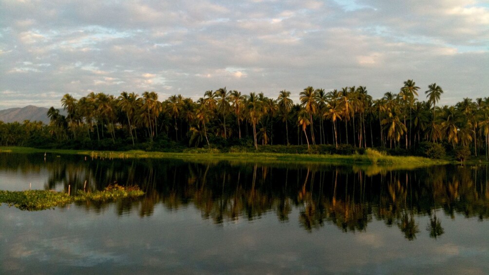 Palm trees line the coast of Coyuca Lagoon