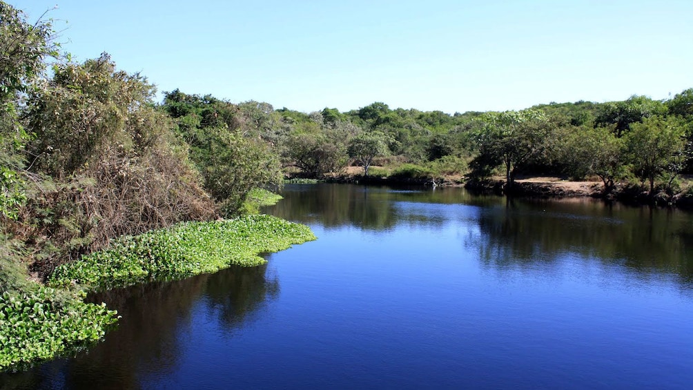 Lush forest along the water in Coyuca Lagoon