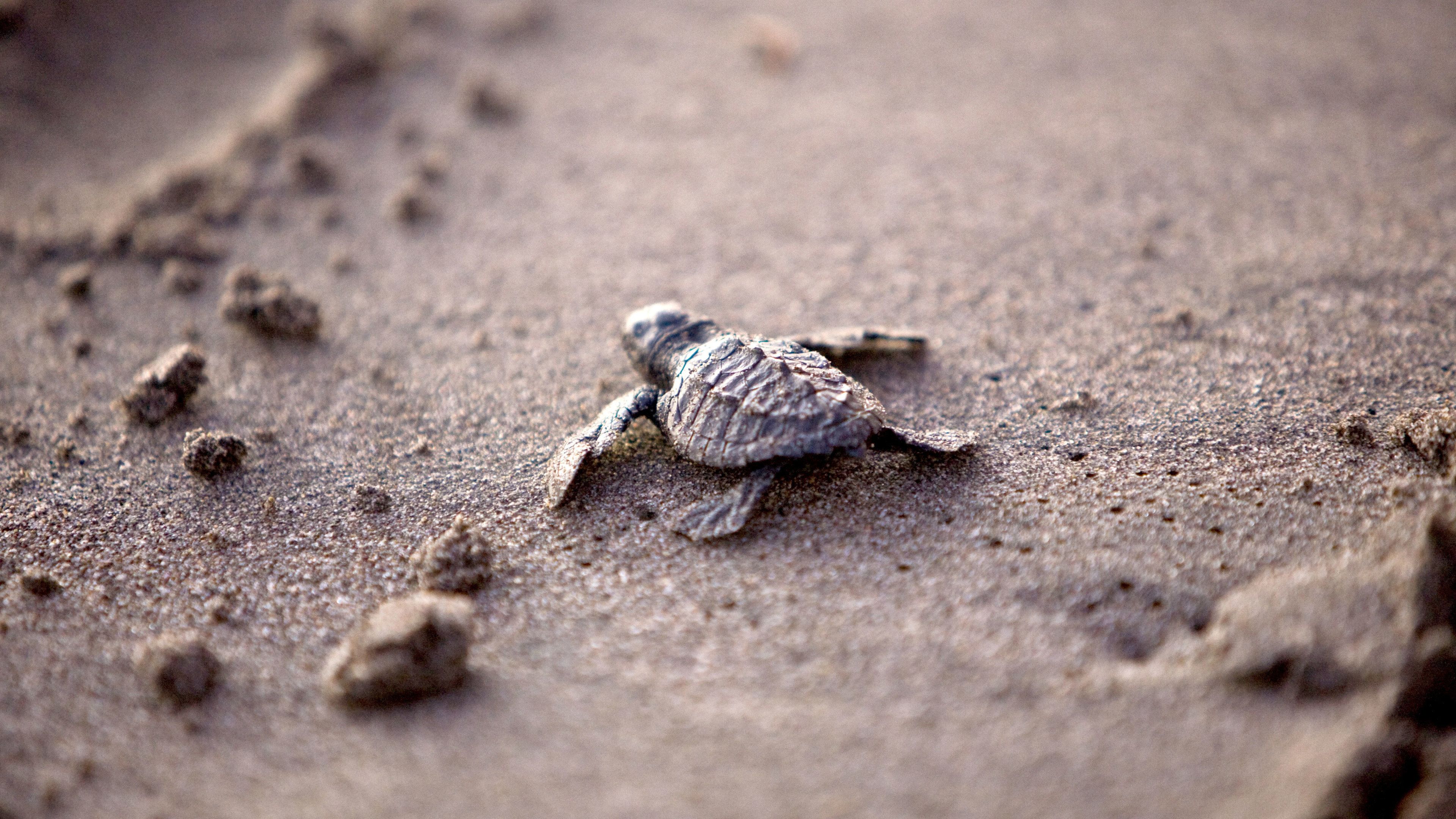 Barra Vieja, ecological Tour & Turtle Release with Lunch