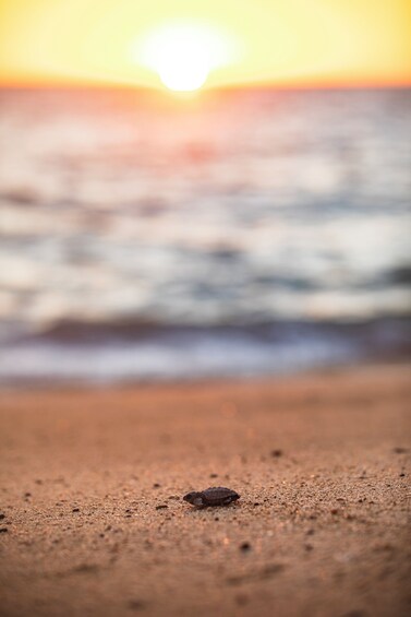 Barra Vieja, ecological Tour & Turtle Release with Lunch