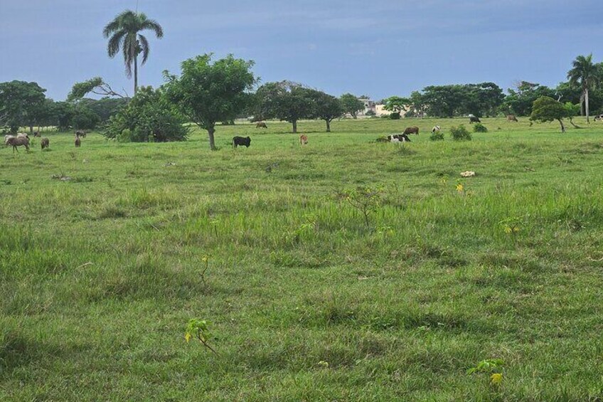  Punta Cana Beach Sunset Horseback Riding Activity 