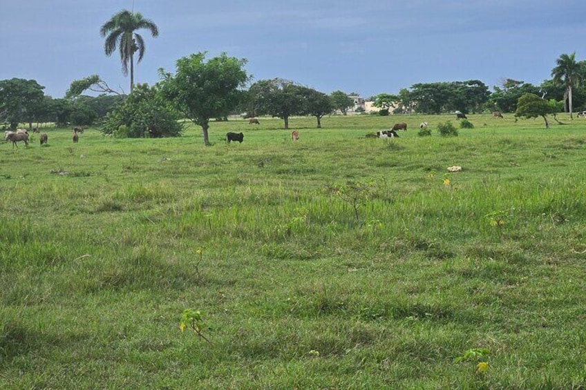 Punta Cana Beach Sunset Horseback Riding Activity