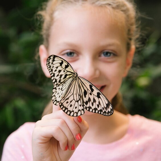 Butterfly Palace and Rainforest Adventure