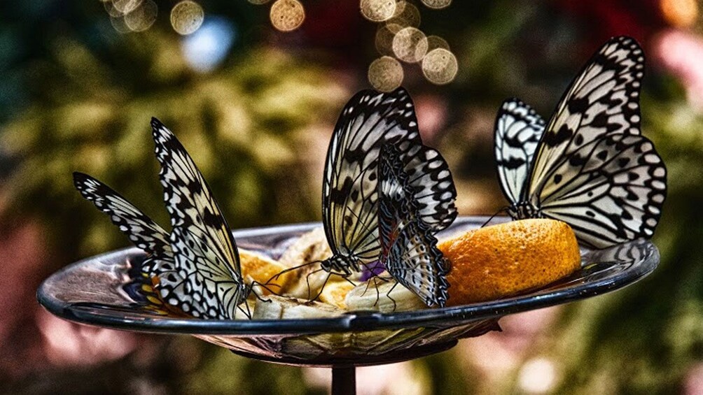 Butterflies at Butterfly Palace in Branson