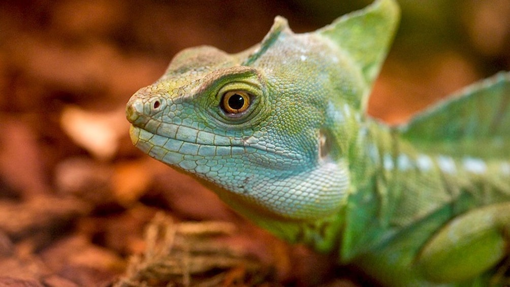 Lizard at Butterfly Palace in Branson