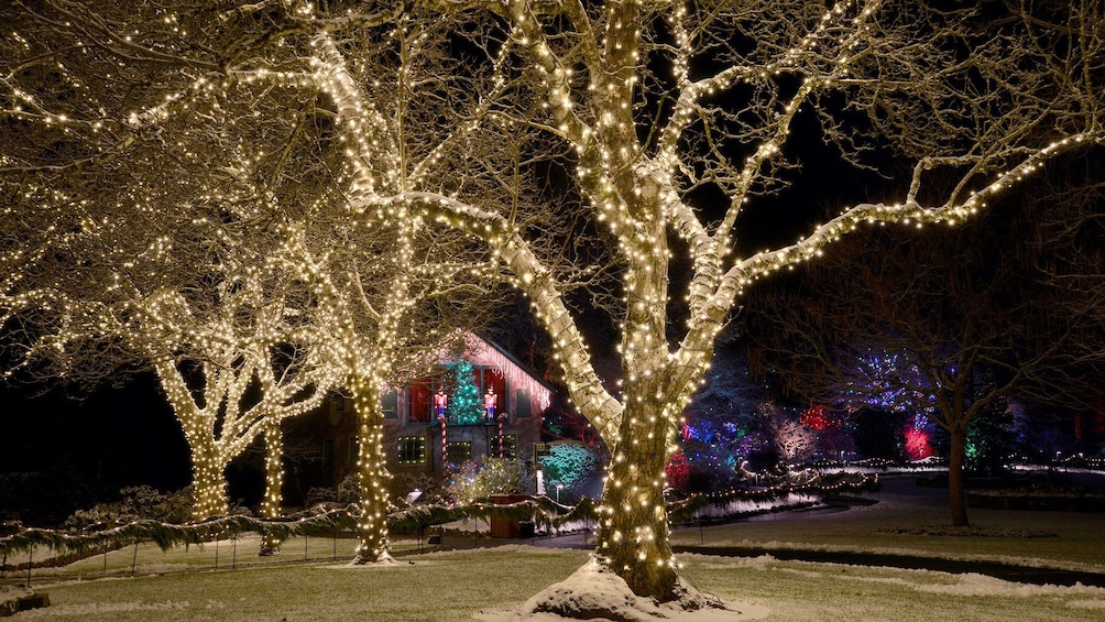 Trees and cottage lit up with holiday lights at night in Victoria