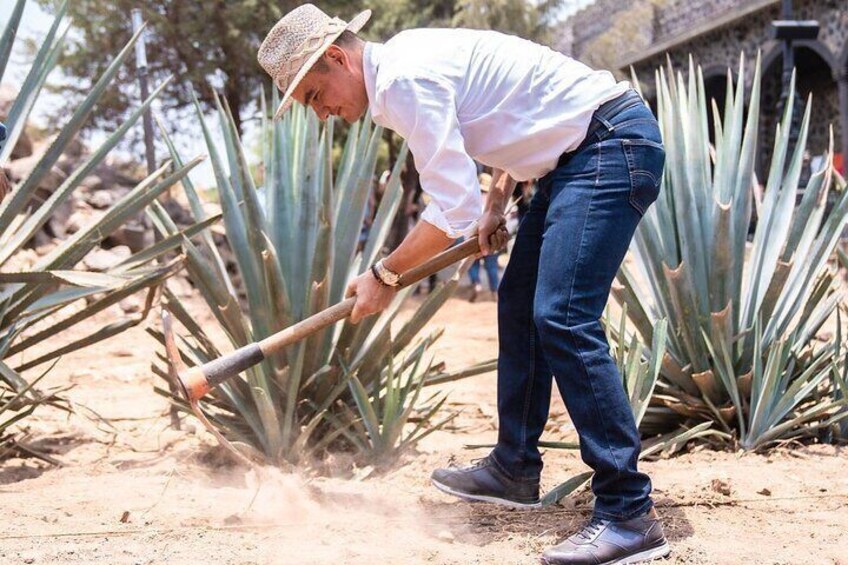 Private Full-Day Tour to Tequila Visiting El Castillo de Tequila