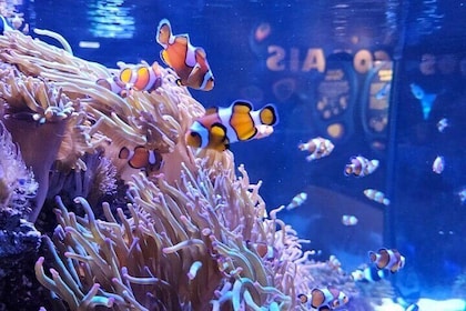 Aqua Rio + Olympic Boulevard Tour - Rio de Janeiro av Pepe Rio Tours