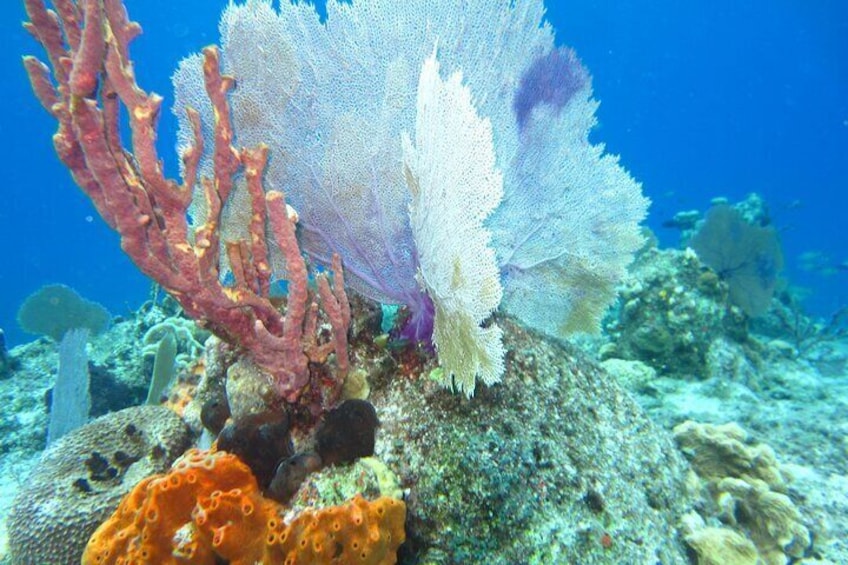 Cozumel by Dune Buggy Adventure Snorkel and Lunch