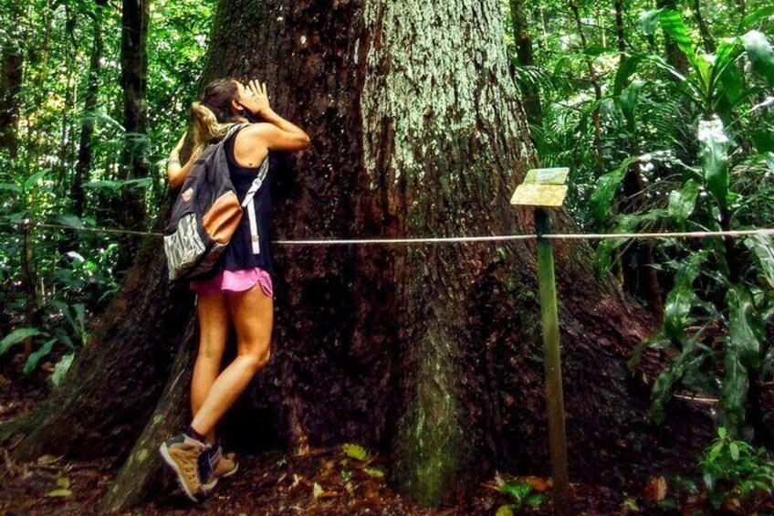 Adventure & History at Tijuca Forest (small group or private)