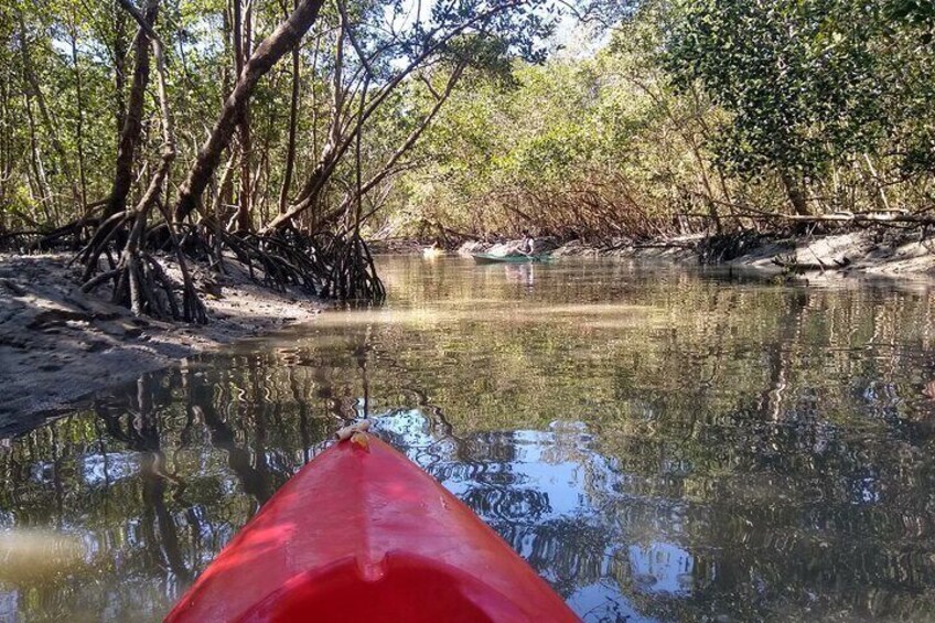 Kayaking Mangroves tour