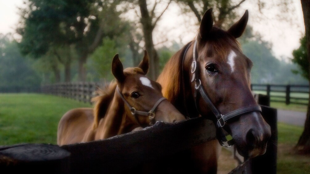 Show item 1 of 4. Horse and foal on a farm in Kentucky
