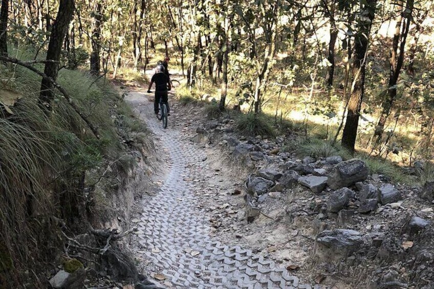 Half Day Tour to La Primavera Forest.