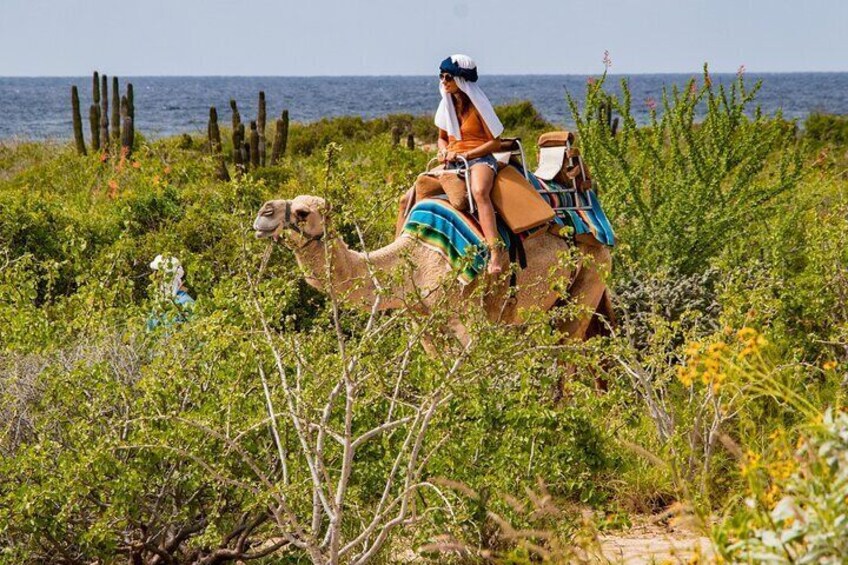 Combo Camel Ride & UTV 4X4 Adventure. - Los Cabos Tequila testing