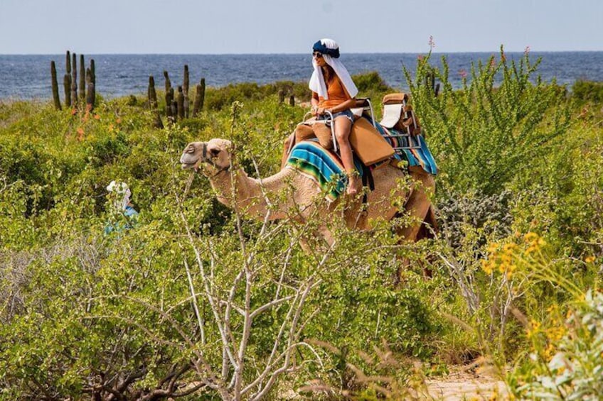 Combo Camel Ride & UTV 4X4 Adventure. - Los Cabos Tequila testing