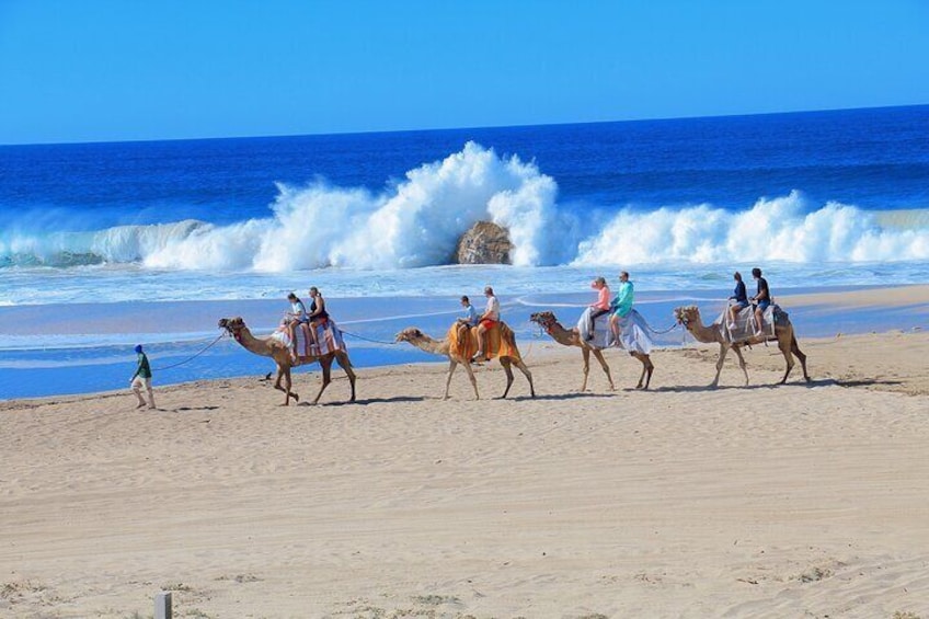Camel Ride and UTV Combo Adventure, with Tequila Tasting