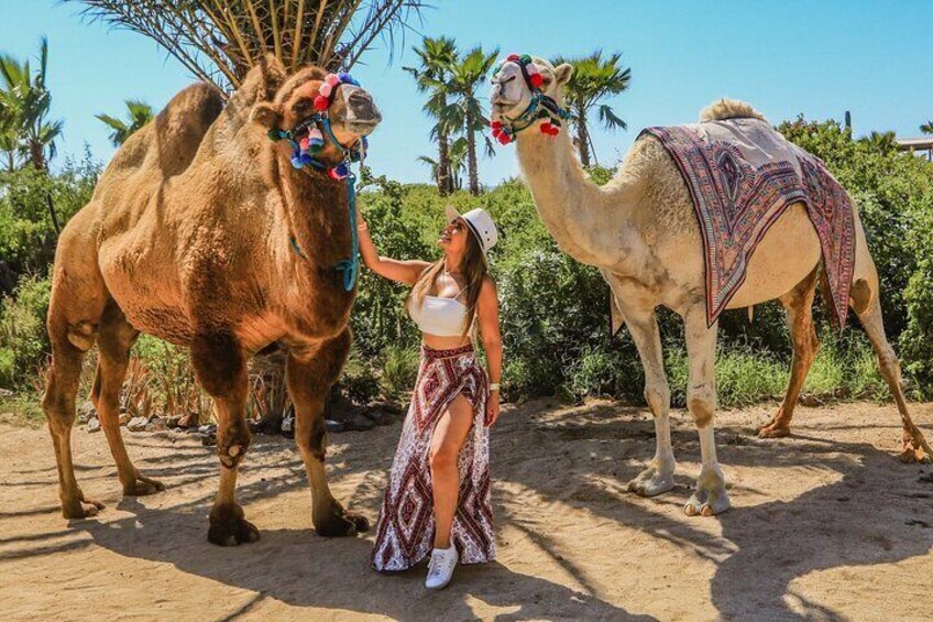 NEW! Combo Camel Ride & UTV 4X4 Cabo Adventure, Tequila & Deliciu