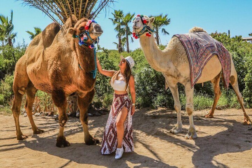 NEW! Combo Camel Ride & UTV 4X4 Cabo Adventure, Tequila & Deliciu