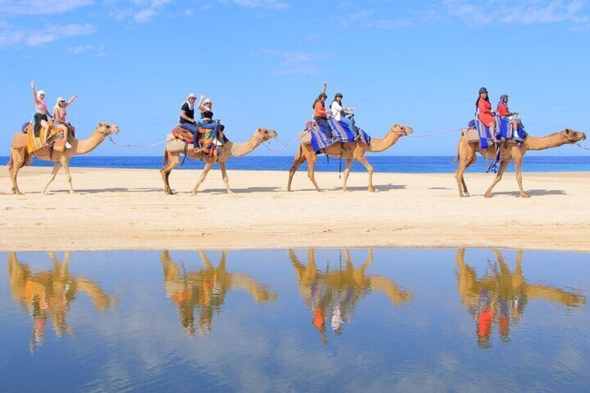 NEW! Combo Camel Ride & UTV 4X4 Cabo Adventure, Tequila & Deliciu