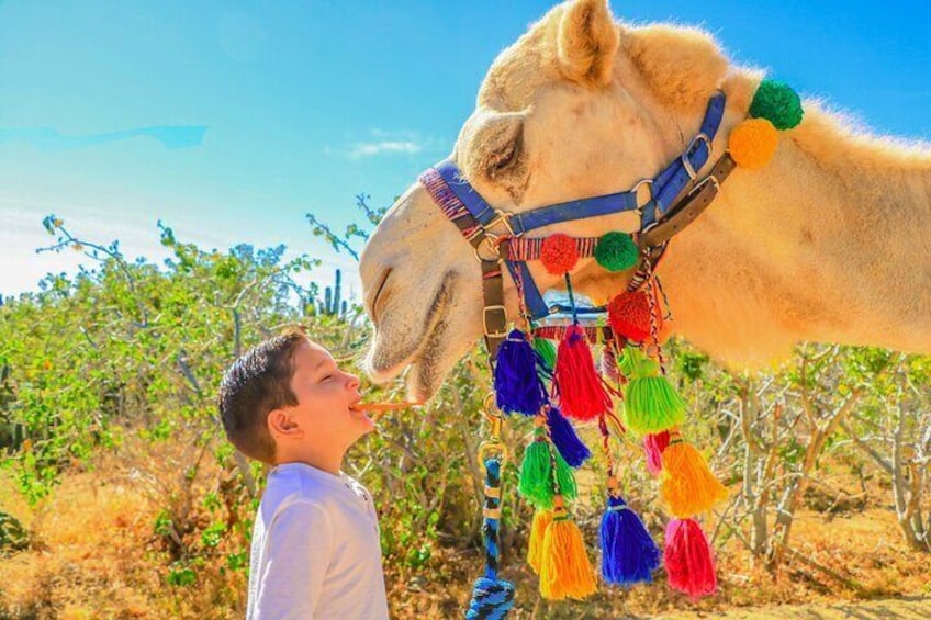NEW! Combo Camel Ride & UTV 4X4 Cabo Adventure, Tequila & Deliciu
