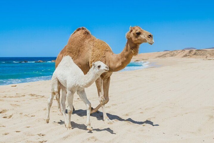 NEW! Combo Camel Ride & UTV 4X4 Cabo Adventure, Tequila & Deliciu