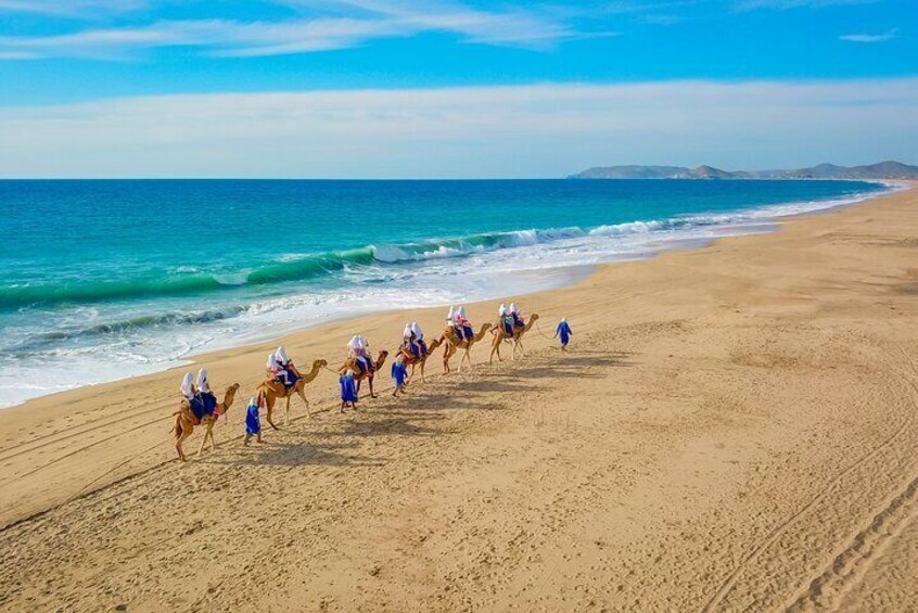 NEW! Combo Camel Ride & UTV 4X4 Cabo Adventure, Tequila & Deliciu