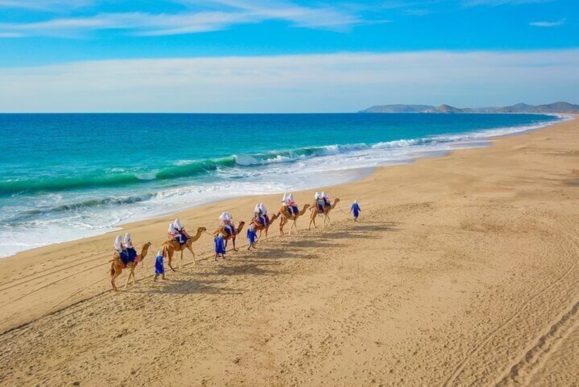 NEW! Combo Camel Ride & UTV 4X4 Cabo Adventure, Tequila & Deliciu
