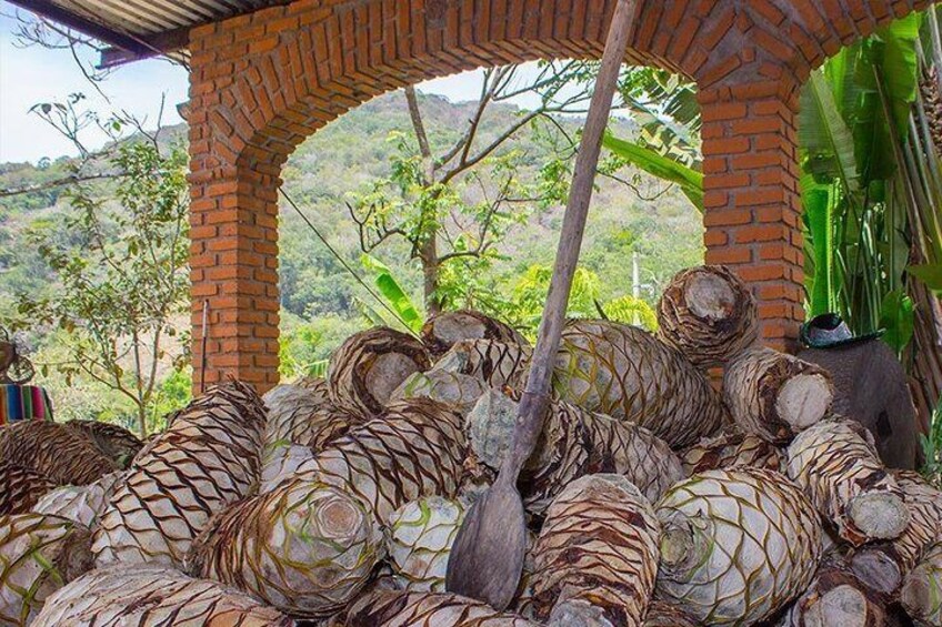 Learn about the process of the tequila