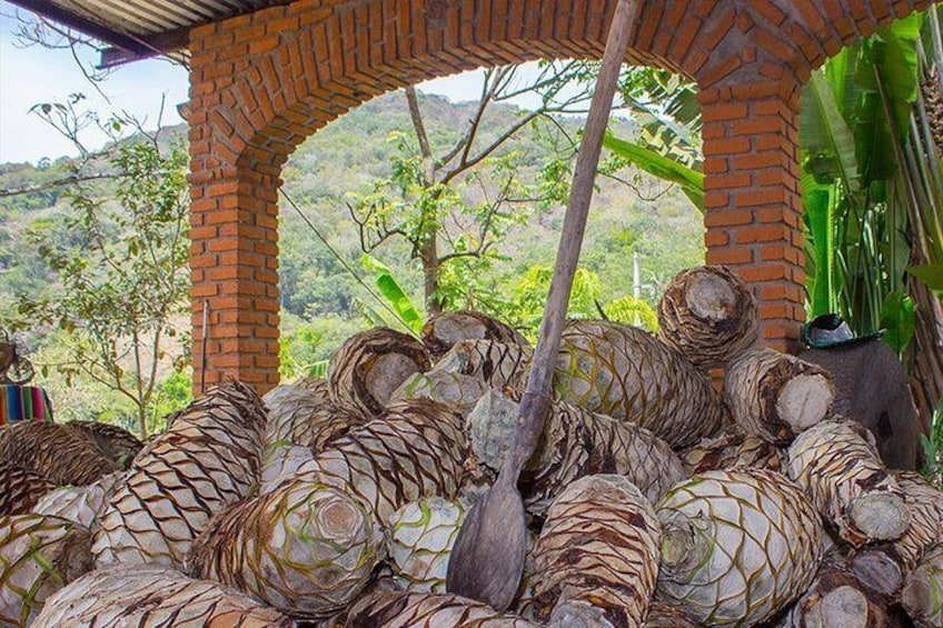 Learn about the process of the tequila