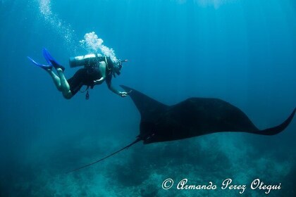 Buceo Privado Puerto Vallarta Undersea