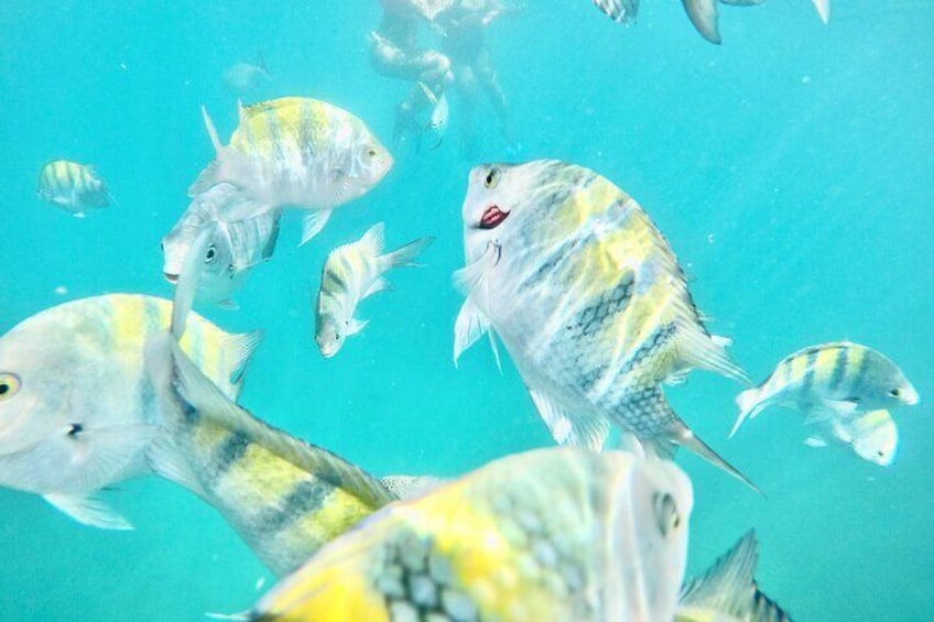 Snorkeling Experience Tour in Cabo (open bar & lunch included) CABO BLUE BOAT