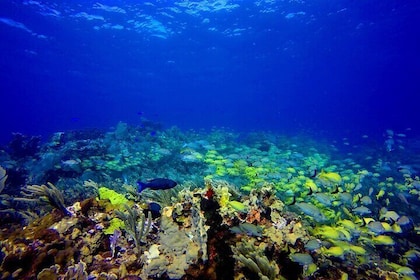 ¡Aventura de Buceo SIN CERTIFICACIÓN! ¡Pruébalo hoy!