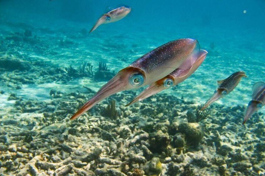 Reef Squid captured at Akumal