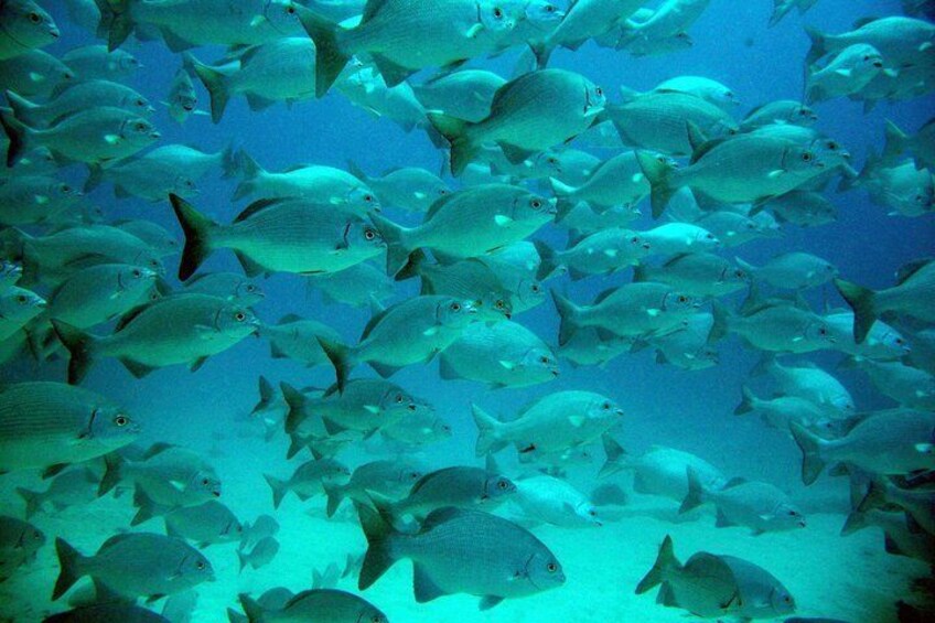 Brightly colored tropical fish, spectacular coral, amazing rock formations, rays and unbelievable visibility makes this an unforgettable experience.