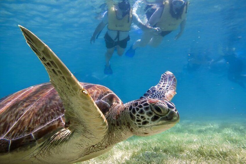 Snorkeling with turtles in Akumal is easy. The small bay is protected by a reef. Big waves can't penetrate the bay, so it is perfect for snorkeling. 