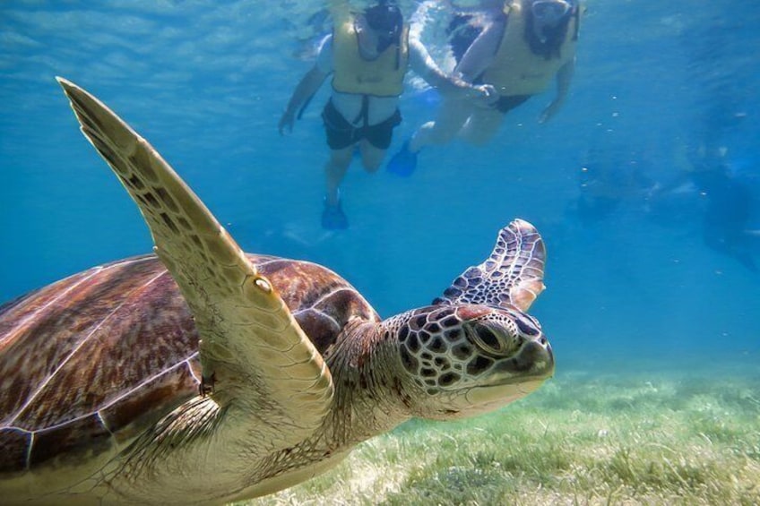 Snorkeling with turtles in Akumal is easy. The small bay is protected by a reef. Big waves can't penetrate the bay, so it is perfect for snorkeling.