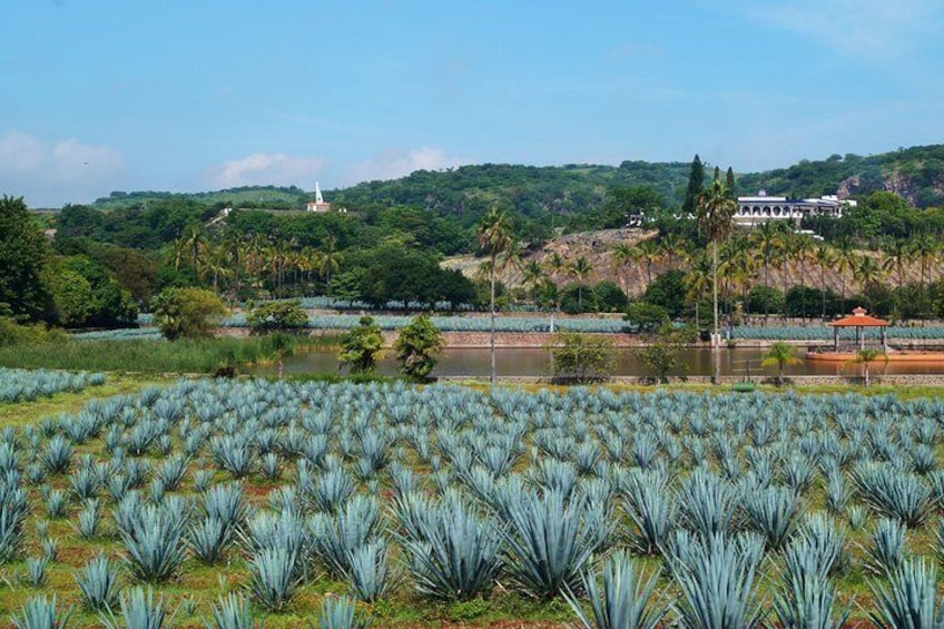 Tour of Guachimontones Archeological Site & Tequila from Guadalajara