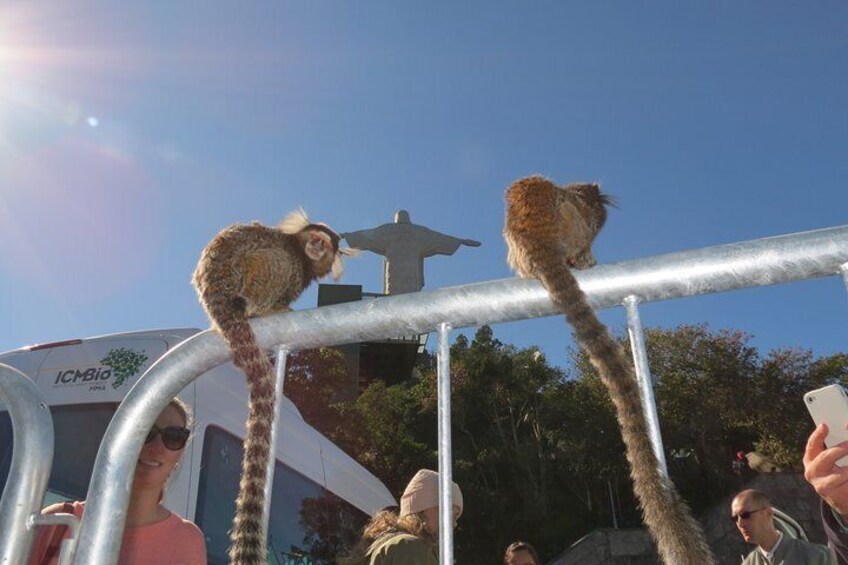 Marmoset monkeys at the Christ Monument by Luis Darin