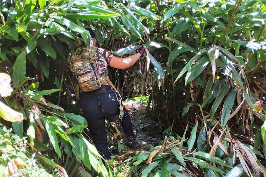  Private Hawaiian Jungle Waterfall Adventure Wit Da Hawaiian Dundee 