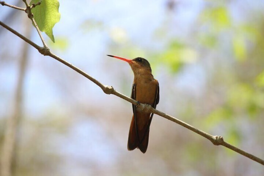 Hiking, Nature walk, Eco tour Park, Fauna, Bird watch