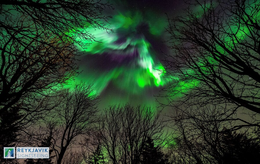 Northern Lights & Constellations Guided Tour from Reykjavik