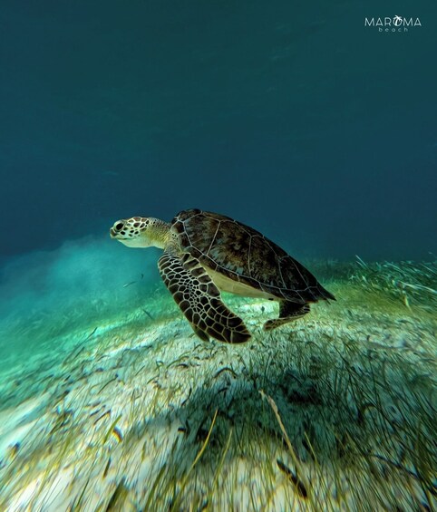 Catamaran Cruise In Riviera Maya With Snorkeling & Beach Club