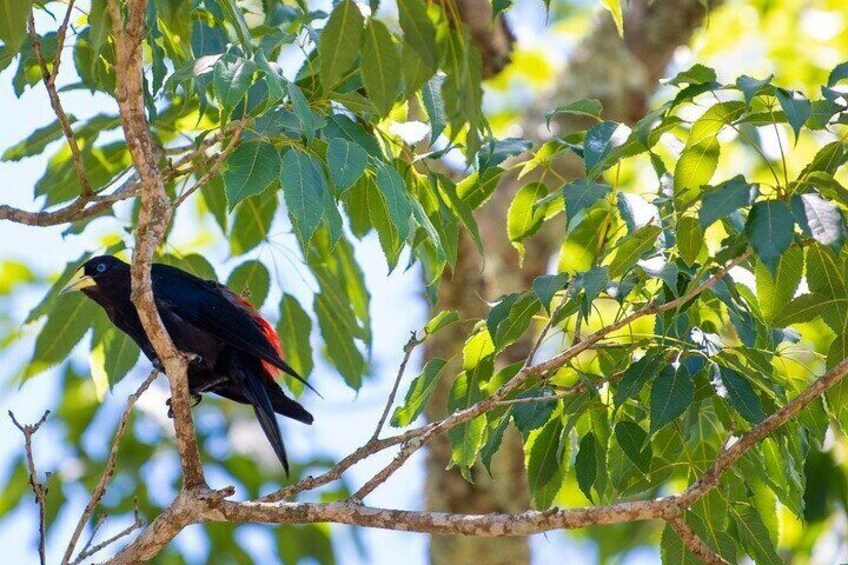 Iguaçu: Brazilian Side Falls, Boat Tour, Bird Park – Tickets & Lunch Included