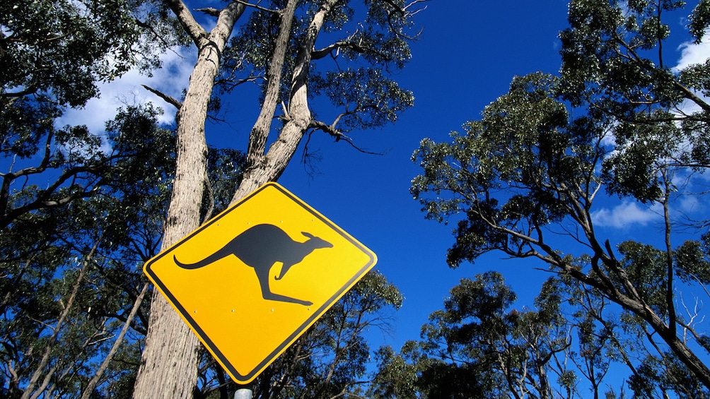 Kangaroo crossing sign found in Blue Mountain Wildlife Park in Sydney