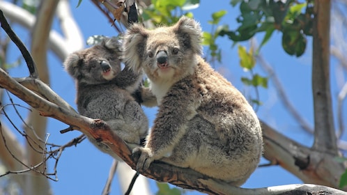 Private Blue Mountains and Jenolan Caves Tour with Featherdale Tickets