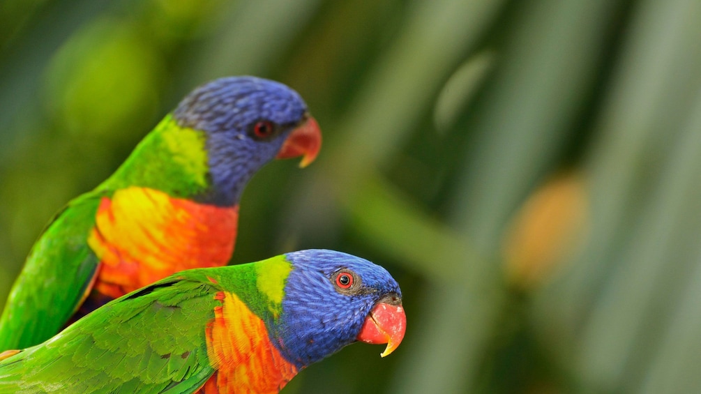 Parrots found in Blue Mountain Wildlife Park in Sydney